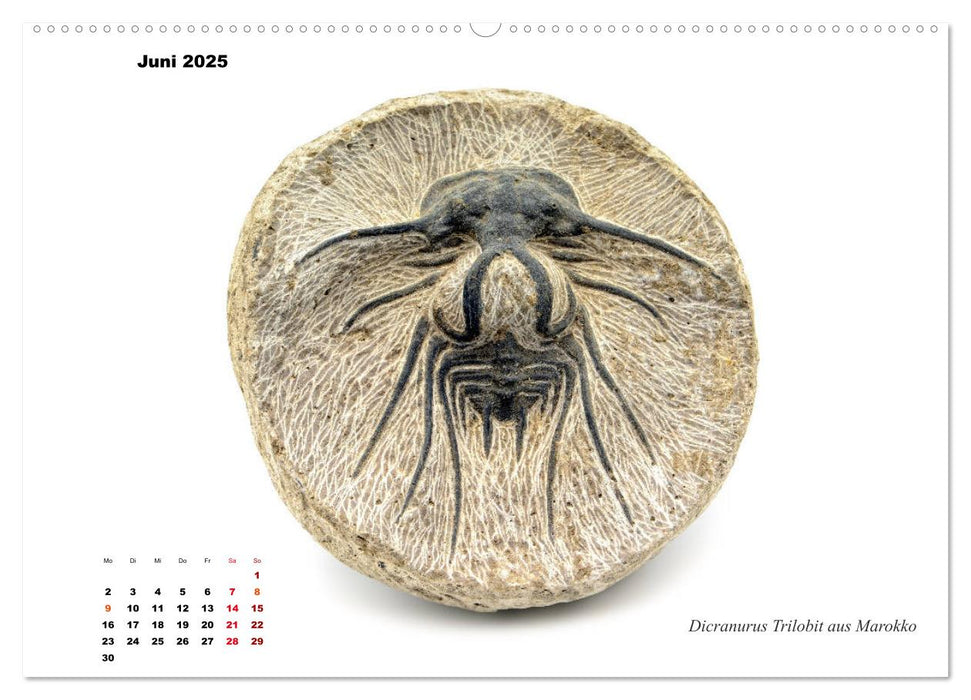 Fossilien - Ammoniten, Trilobiten, Erdgeschichte (CALVENDO Premium Wandkalender 2025)