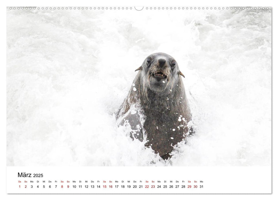 Robben und See-Elefanten (CALVENDO Wandkalender 2025)
