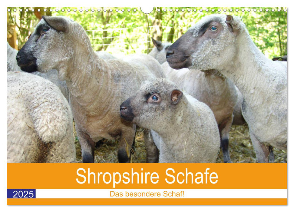 Shropshire Schafe (CALVENDO Wandkalender 2025)