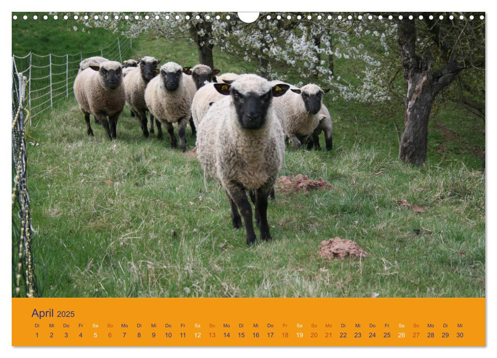 Shropshire Schafe (CALVENDO Wandkalender 2025)