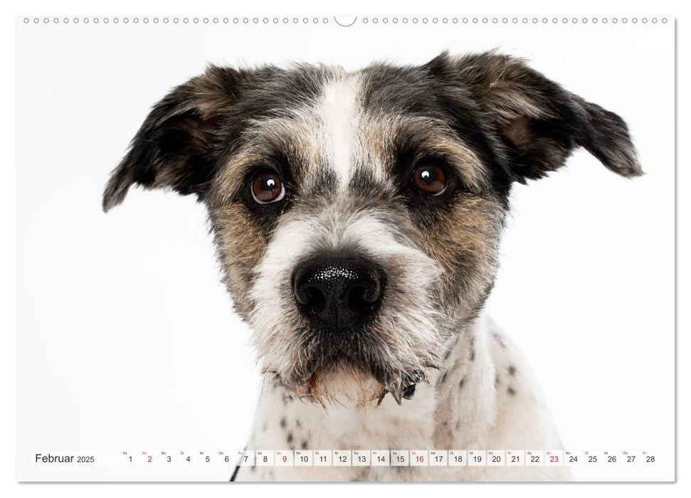 Kleine Hunde - Große Blicke (CALVENDO Premium Wandkalender 2025)