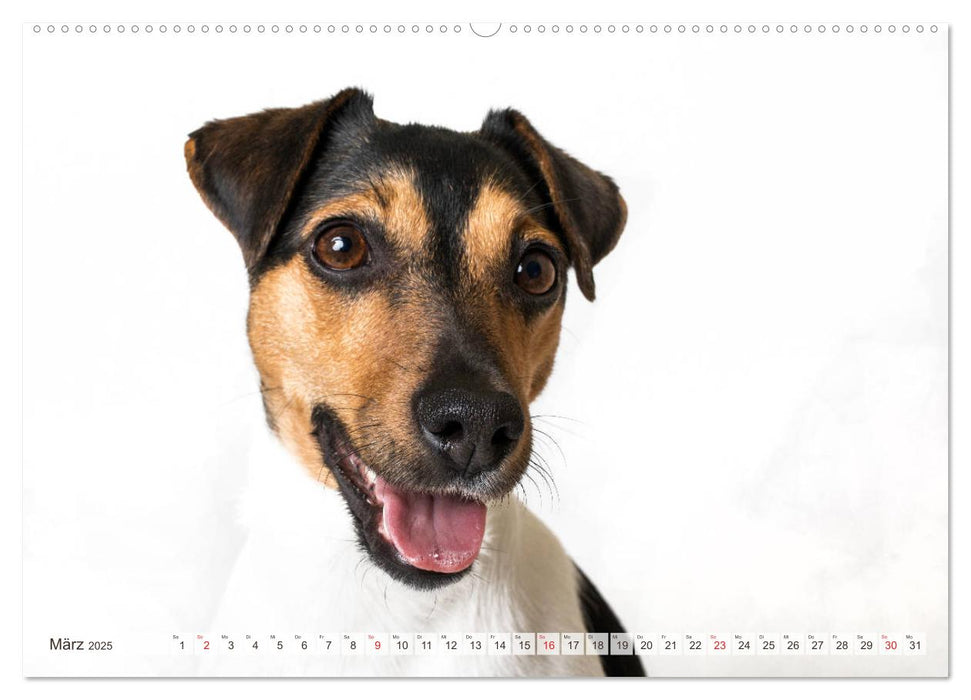 Kleine Hunde - Große Blicke (CALVENDO Premium Wandkalender 2025)