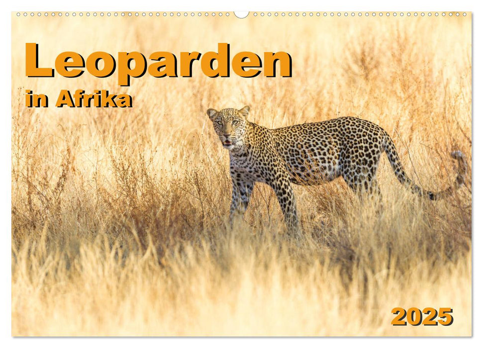 Leoparden in Afrika (CALVENDO Wandkalender 2025)