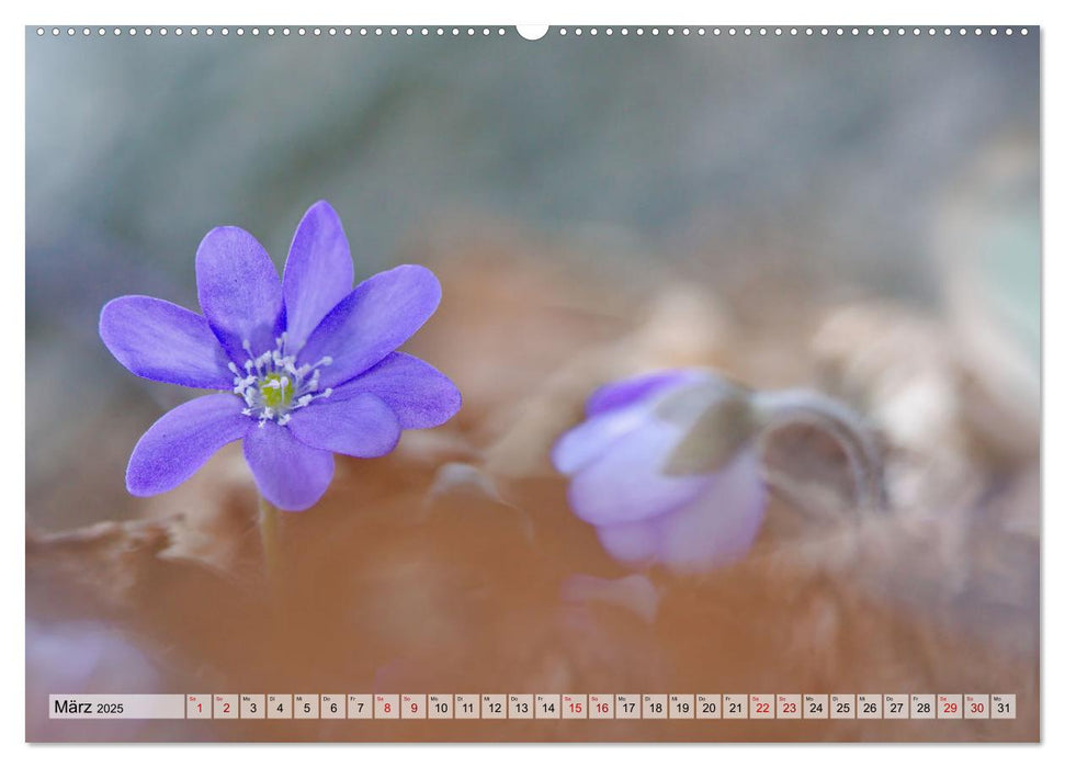 Wenn Blüten träumen tanzt das Licht (CALVENDO Premium Wandkalender 2025)