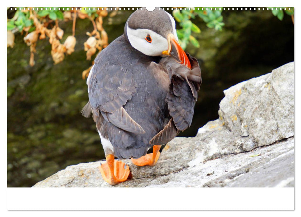 Papageitaucher - kleine Vögel ganz groß! (CALVENDO Premium Wandkalender 2025)