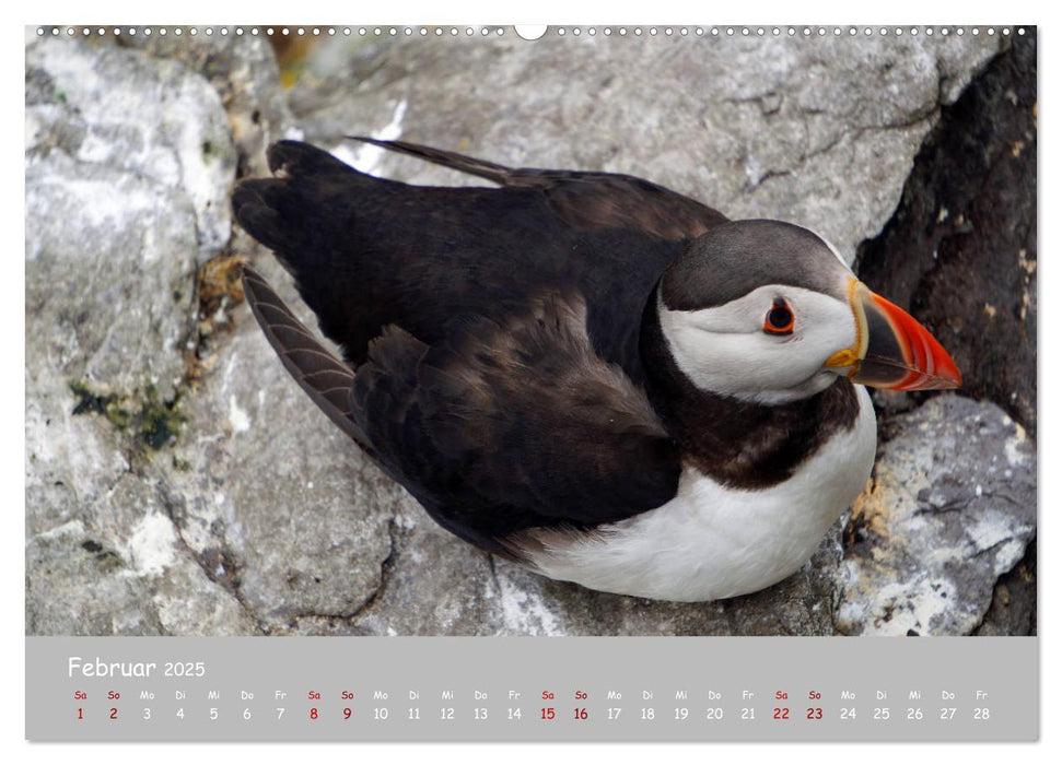 Papageitaucher - kleine Vögel ganz groß! (CALVENDO Premium Wandkalender 2025)