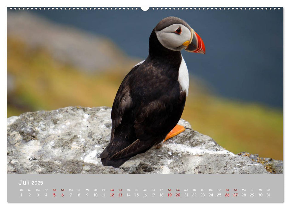 Papageitaucher - kleine Vögel ganz groß! (CALVENDO Premium Wandkalender 2025)