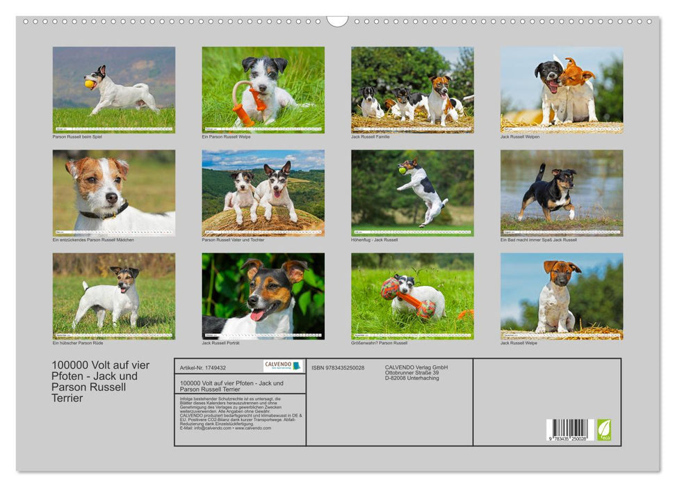 100000 Volt auf vier Pfoten - Jack und Parson Russell Terrier (CALVENDO Wandkalender 2025)