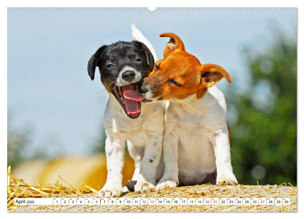 100000 Volt auf vier Pfoten - Jack und Parson Russell Terrier (CALVENDO Wandkalender 2025)