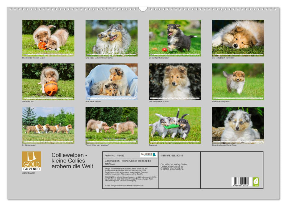 Colliewelpen - kleine Collies erobern die Welt (CALVENDO Wandkalender 2025)