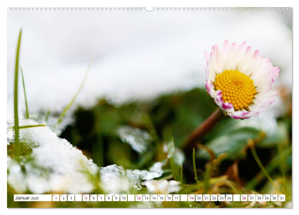 Auf Augenhöhe mit Gänseblümchen (CALVENDO Premium Wandkalender 2025)