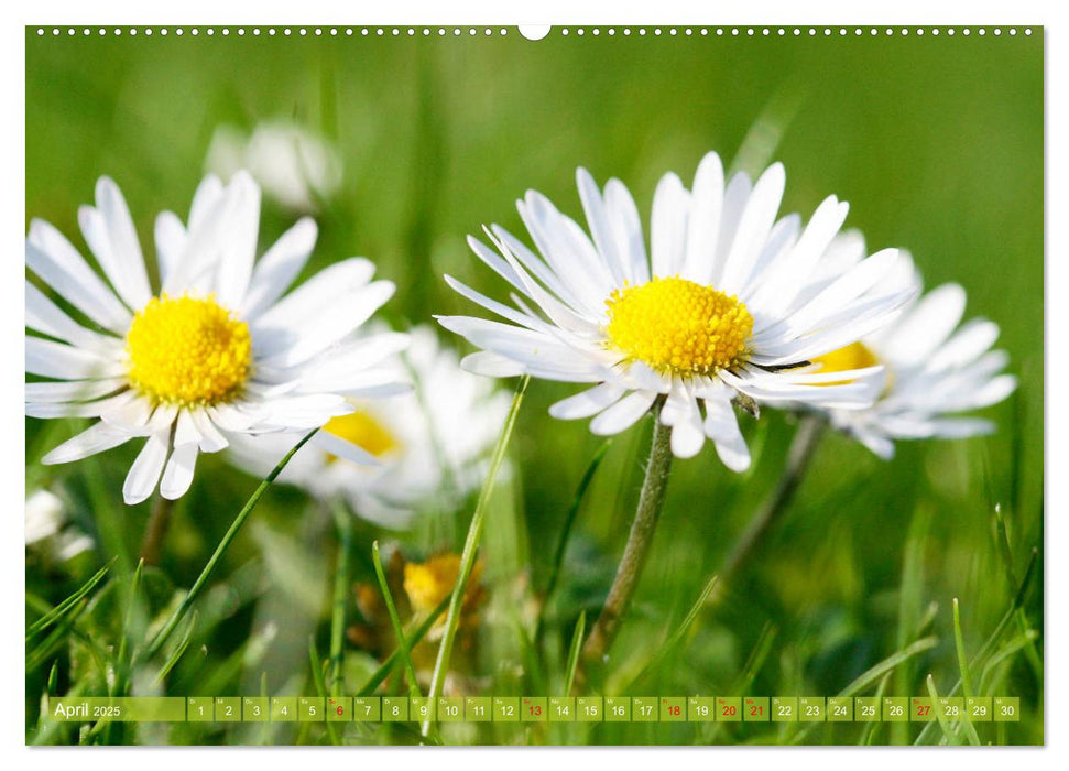 Auf Augenhöhe mit Gänseblümchen (CALVENDO Premium Wandkalender 2025)