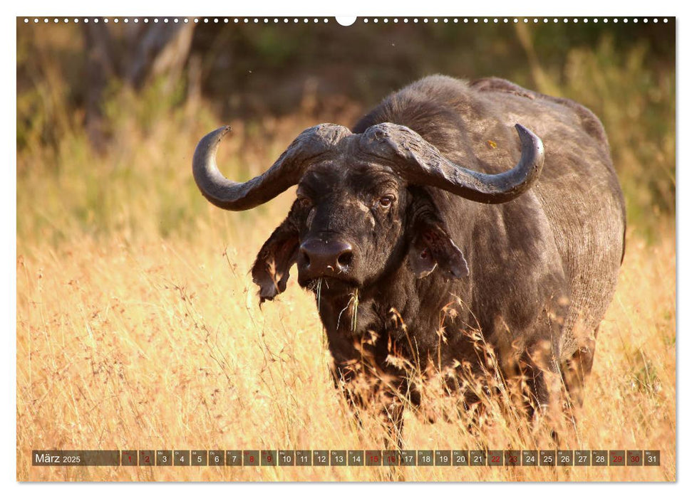 Afrika - Zauber der Wildnis (CALVENDO Wandkalender 2025)