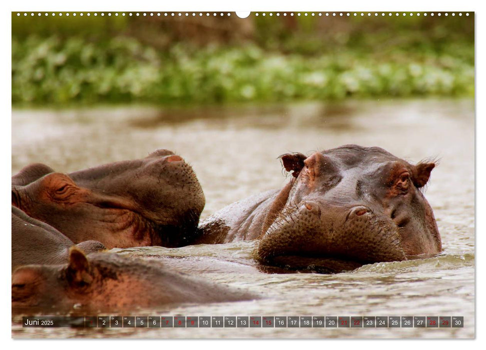 Afrika - Zauber der Wildnis (CALVENDO Wandkalender 2025)