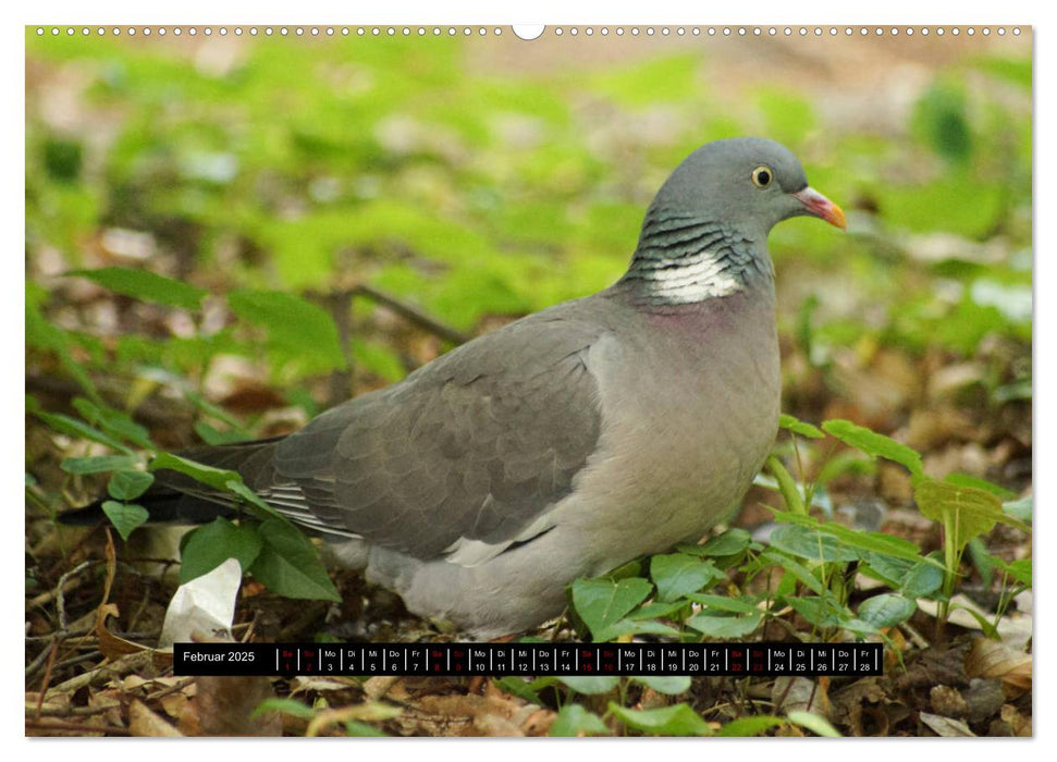 Vögel in Berlin (CALVENDO Premium Wandkalender 2025)