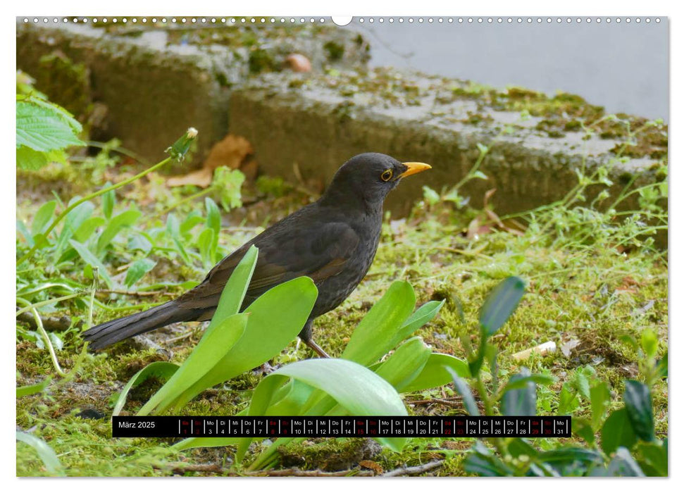 Vögel in Berlin (CALVENDO Premium Wandkalender 2025)