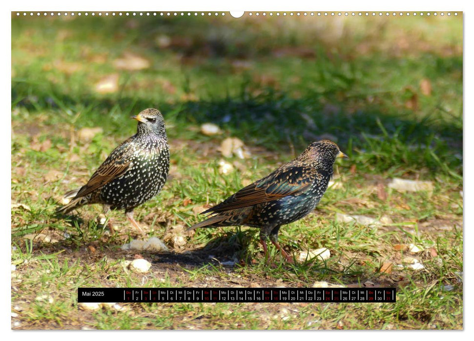 Vögel in Berlin (CALVENDO Premium Wandkalender 2025)