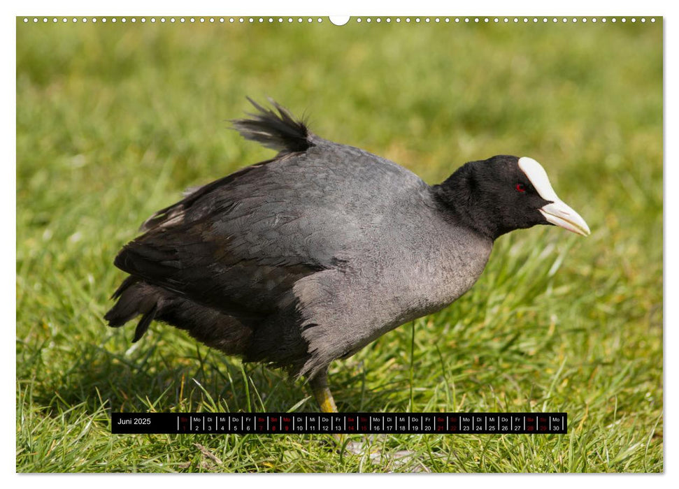 Vögel in Berlin (CALVENDO Premium Wandkalender 2025)