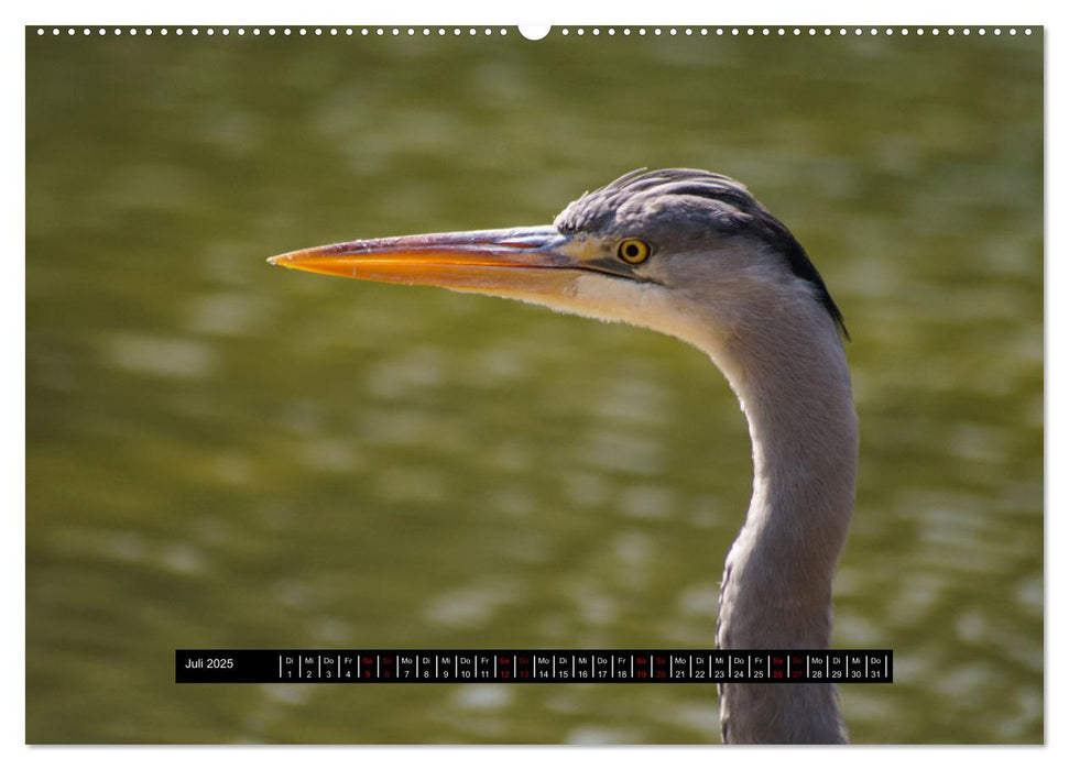 Vögel in Berlin (CALVENDO Premium Wandkalender 2025)