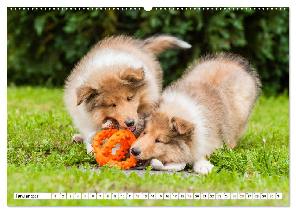 Colliewelpen - kleine Collies erobern die Welt (CALVENDO Premium Wandkalender 2025)