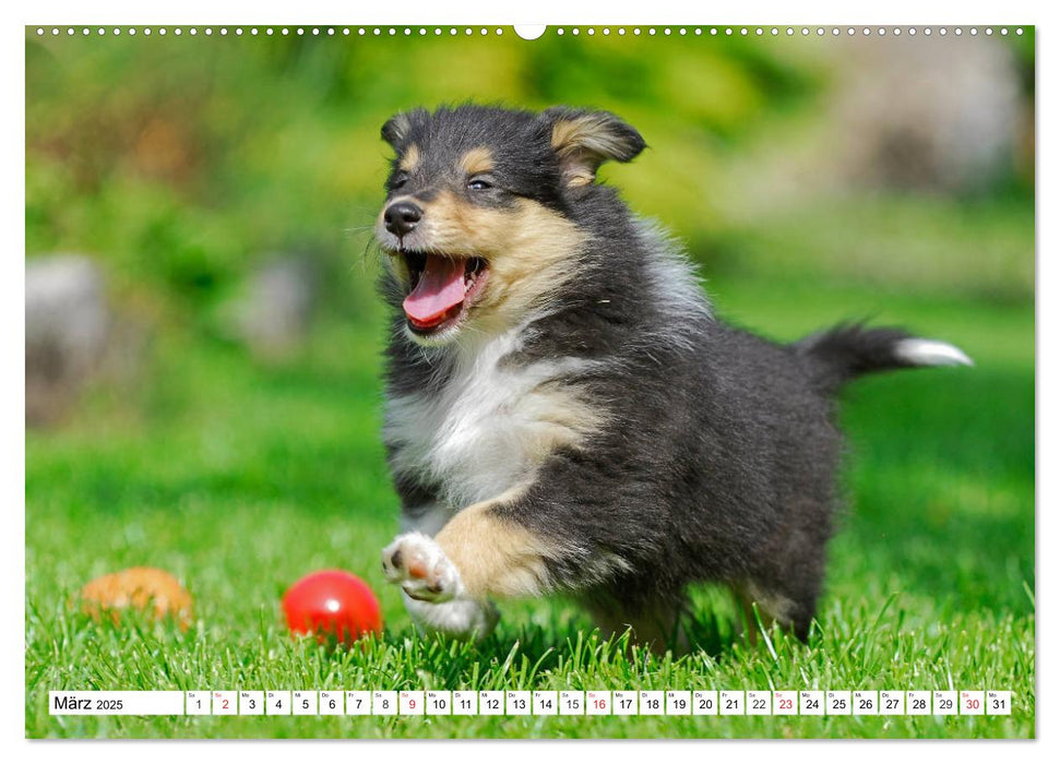 Colliewelpen - kleine Collies erobern die Welt (CALVENDO Premium Wandkalender 2025)