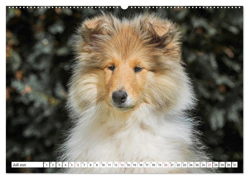 Colliewelpen - kleine Collies erobern die Welt (CALVENDO Premium Wandkalender 2025)