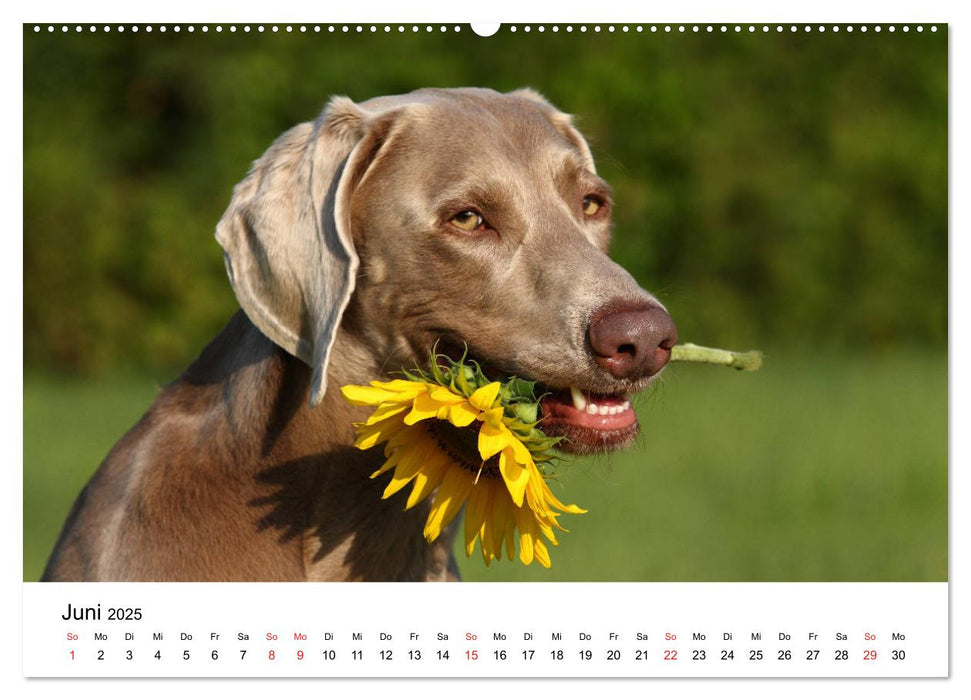 lach mit...just smile (CALVENDO Premium Wandkalender 2025)