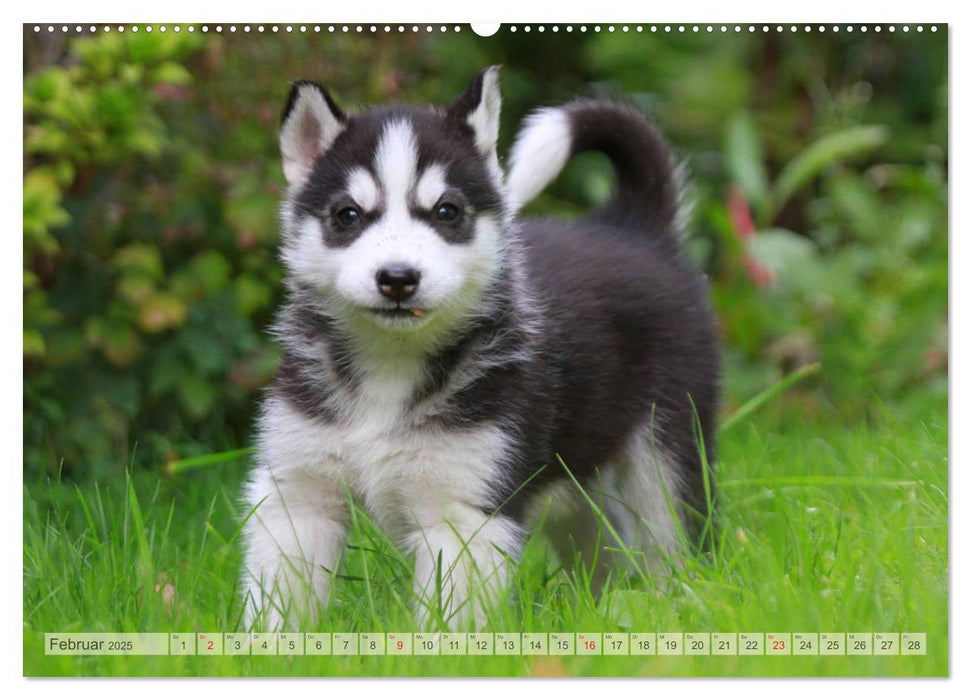 Siberian Husky - Welpenstube (CALVENDO Premium Wandkalender 2025)