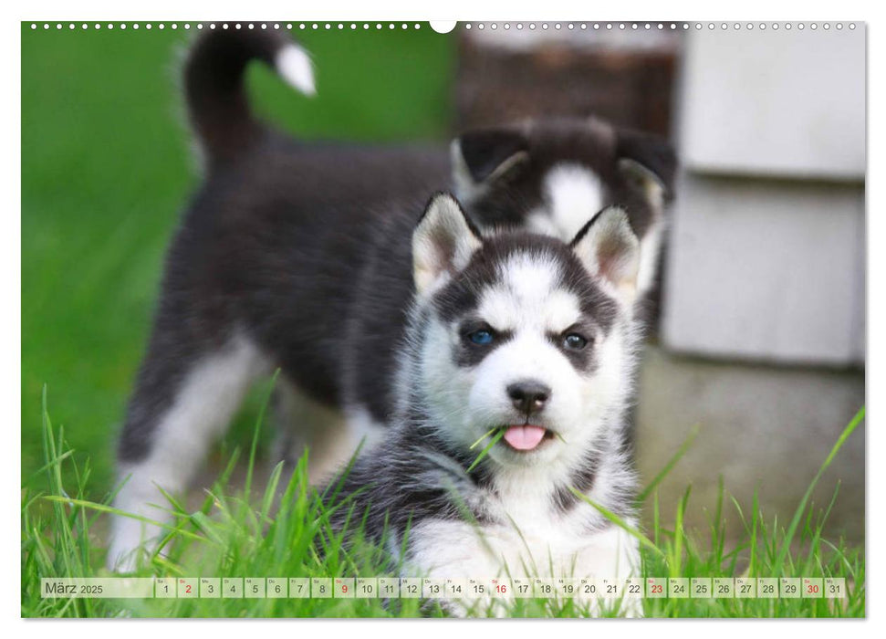 Siberian Husky - Welpenstube (CALVENDO Premium Wandkalender 2025)