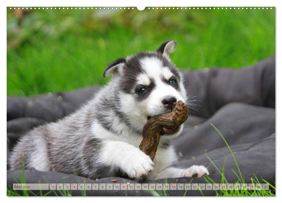 Siberian Husky - Welpenstube (CALVENDO Premium Wandkalender 2025)