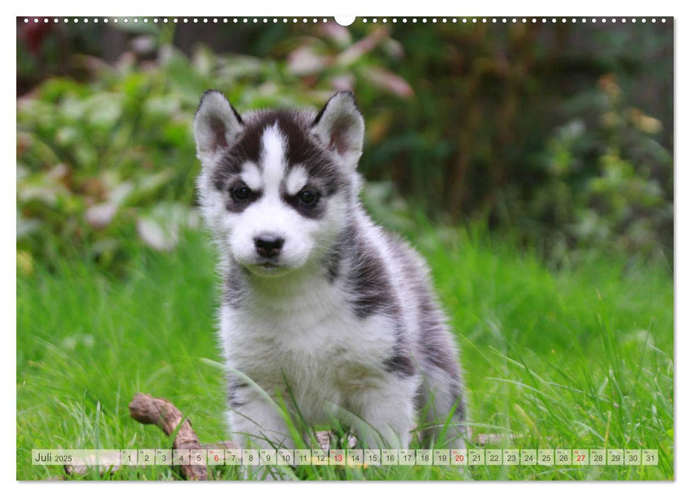 Siberian Husky - Welpenstube (CALVENDO Premium Wandkalender 2025)