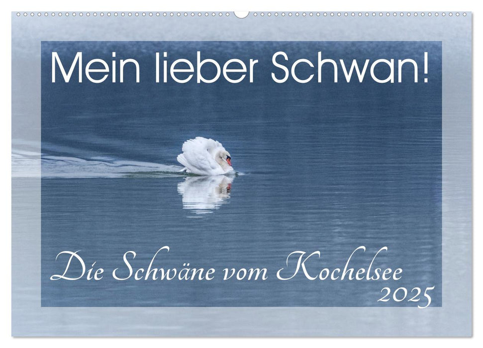 Mein lieber Schwan! Die Schwäne vom Kochelsee. (CALVENDO Wandkalender 2025)