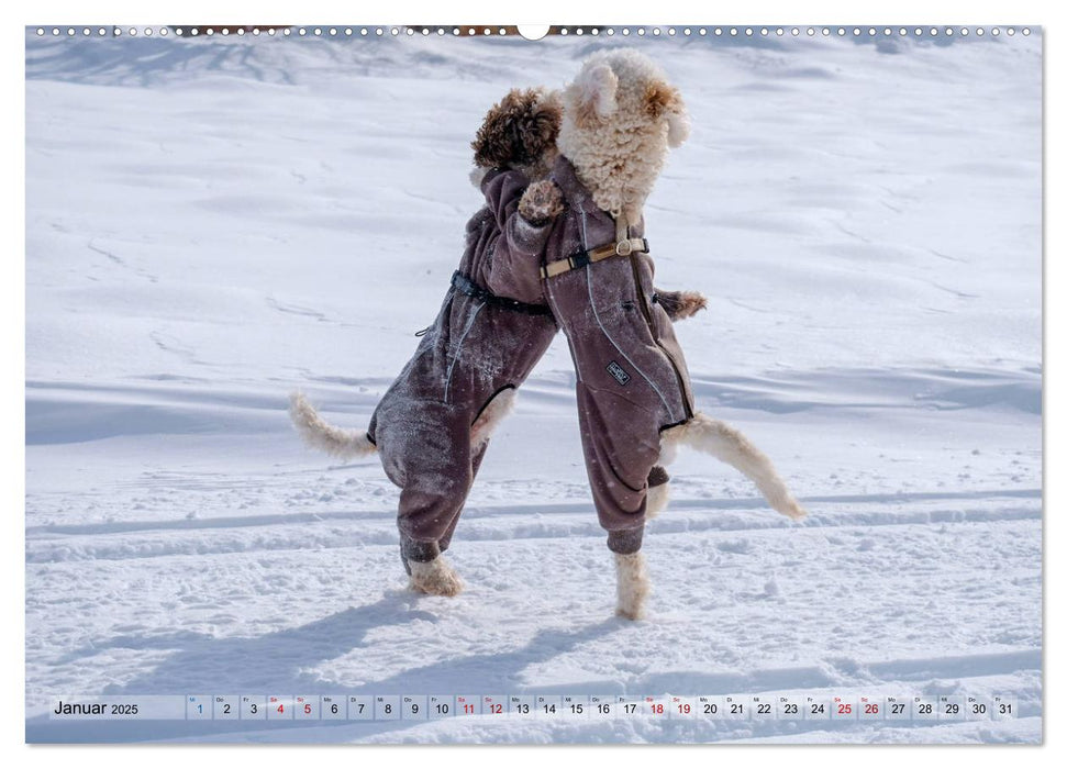 Lagotto Romagnolo Tanzende Trüffelnasen (CALVENDO Premium Wandkalender 2025)