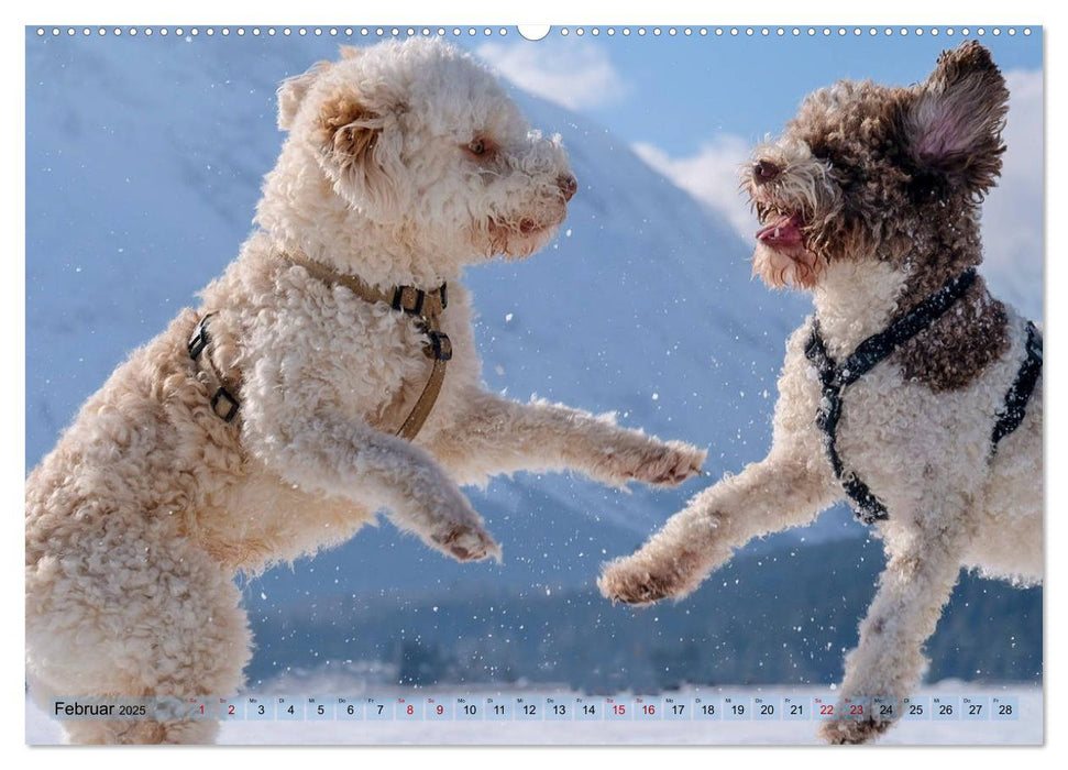 Lagotto Romagnolo Tanzende Trüffelnasen (CALVENDO Premium Wandkalender 2025)