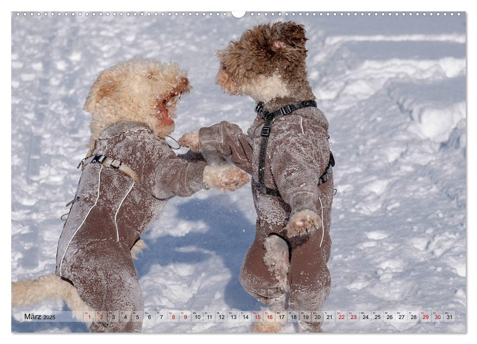 Lagotto Romagnolo Tanzende Trüffelnasen (CALVENDO Premium Wandkalender 2025)