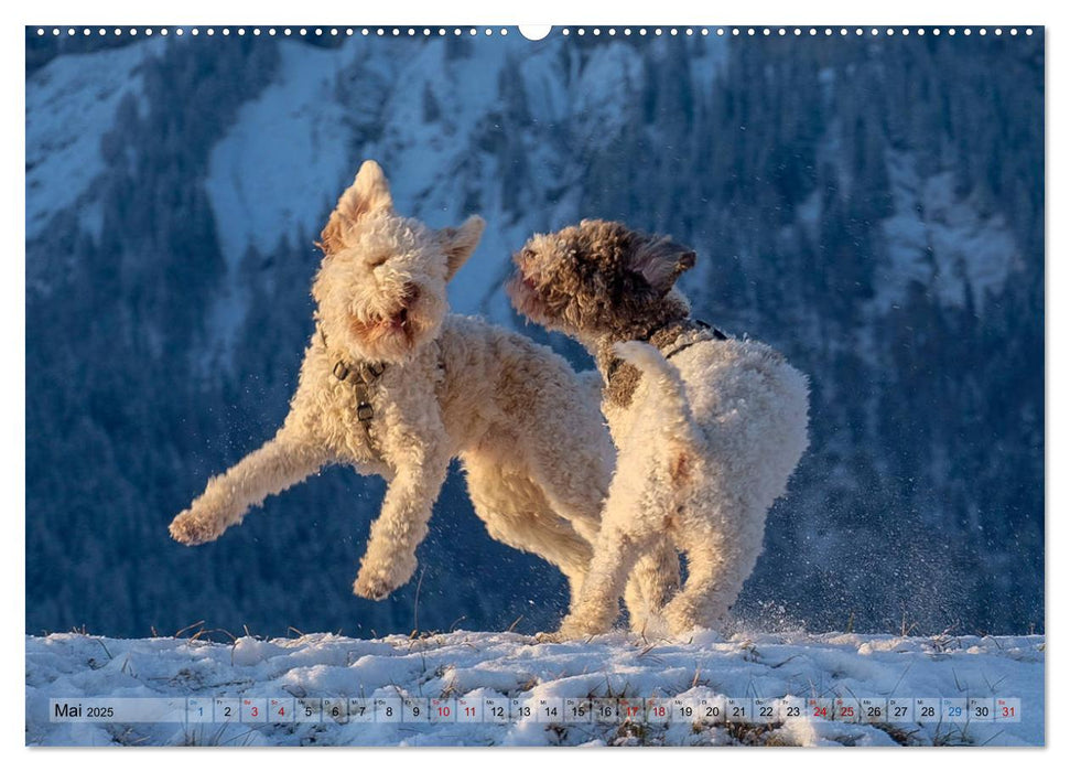 Lagotto Romagnolo Tanzende Trüffelnasen (CALVENDO Premium Wandkalender 2025)