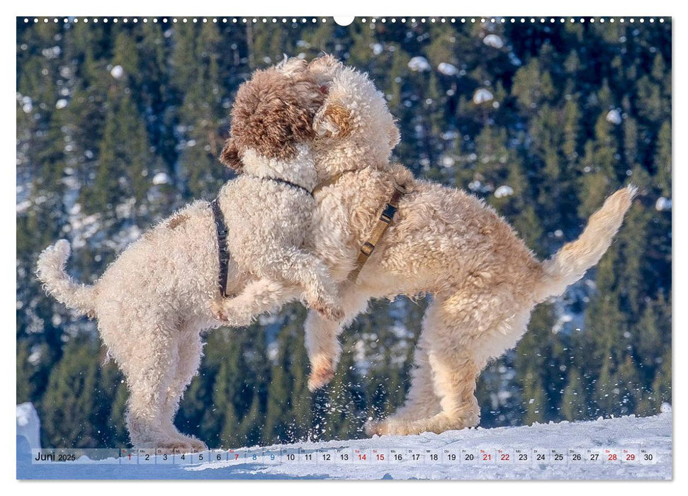 Lagotto Romagnolo Tanzende Trüffelnasen (CALVENDO Premium Wandkalender 2025)