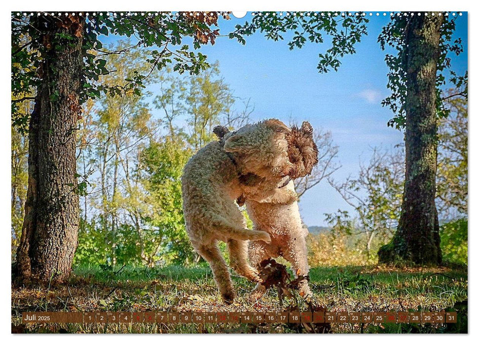 Lagotto Romagnolo Tanzende Trüffelnasen (CALVENDO Premium Wandkalender 2025)