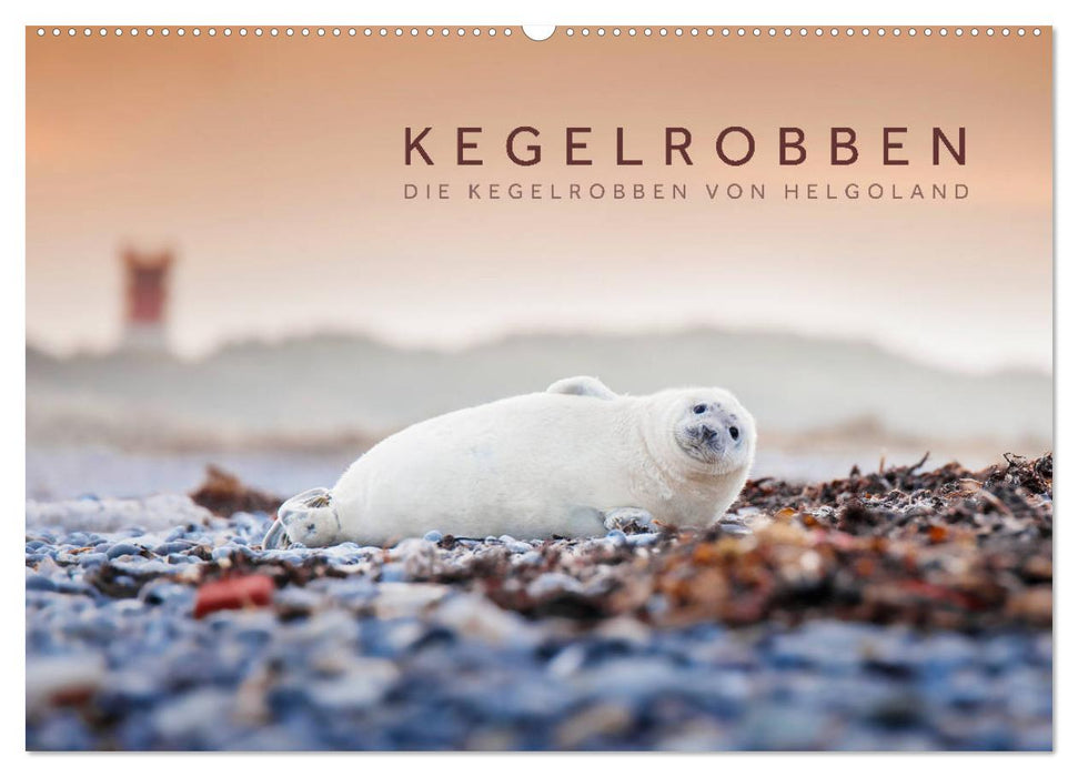 Kegelrobben - Die Kegelrobben von Helgoland (CALVENDO Wandkalender 2025)