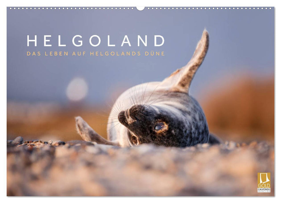 Helgoland - Das Leben auf der Düne Helgolands (CALVENDO Wandkalender 2025)