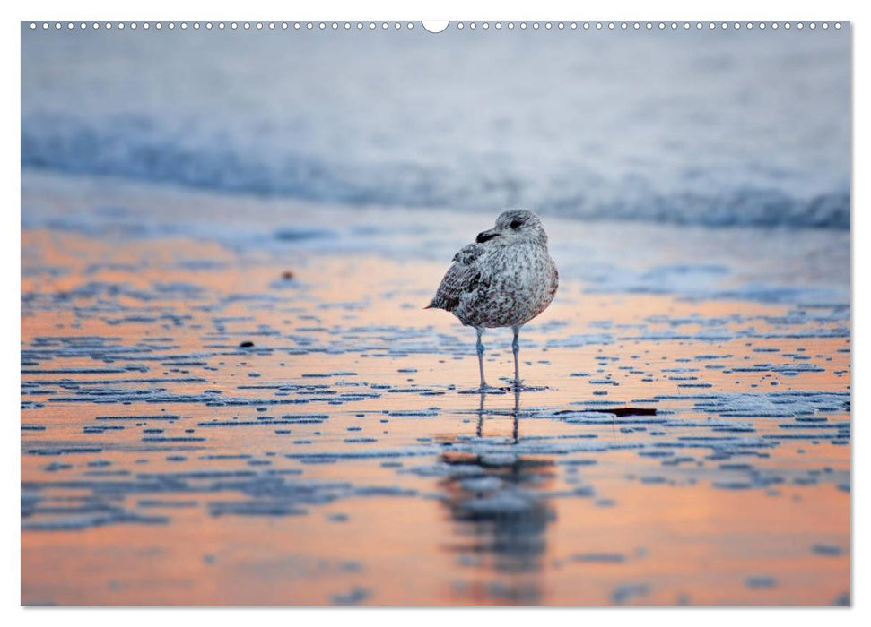 Helgoland - Das Leben auf der Düne Helgolands (CALVENDO Wandkalender 2025)