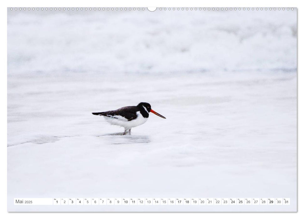 Helgoland - Das Leben auf der Düne Helgolands (CALVENDO Wandkalender 2025)