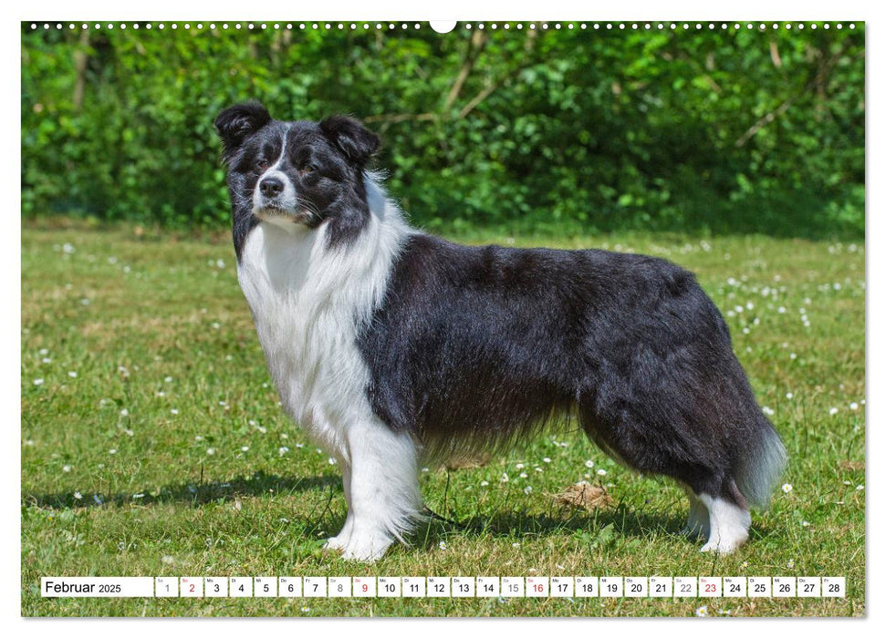 Traumhund Border Collie (CALVENDO Premium Wandkalender 2025)