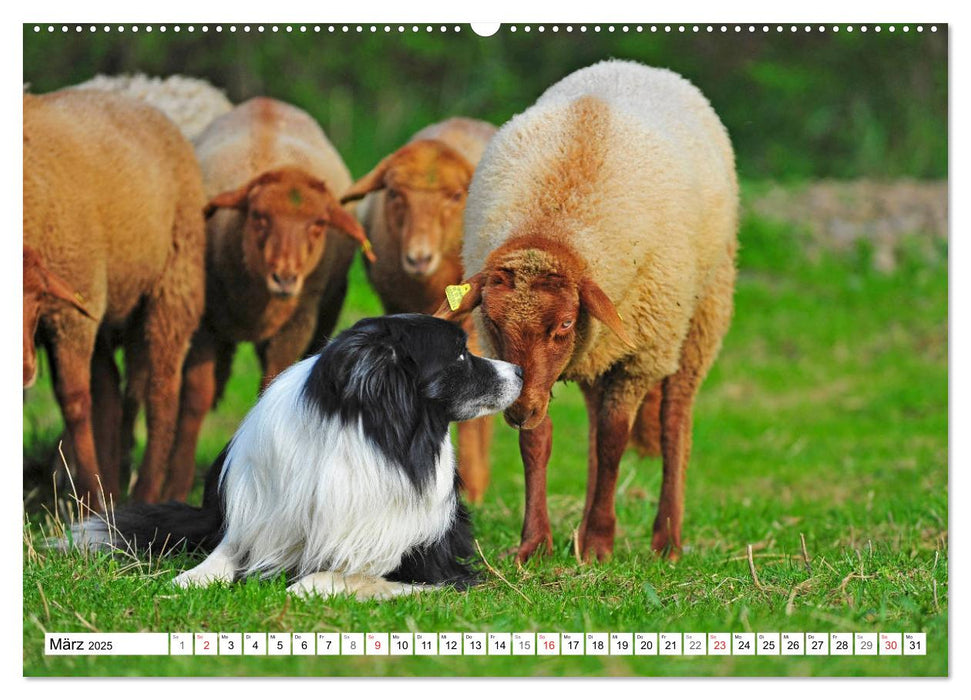 Traumhund Border Collie (CALVENDO Premium Wandkalender 2025)