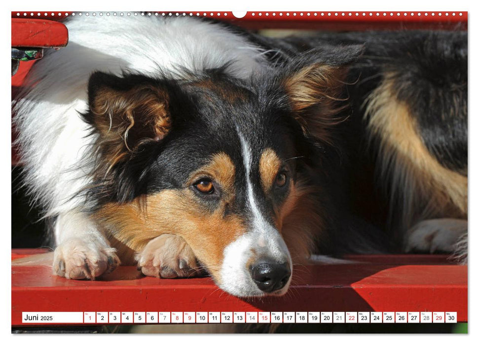 Traumhund Border Collie (CALVENDO Premium Wandkalender 2025)