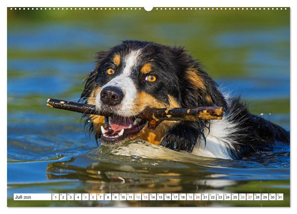 Traumhund Border Collie (CALVENDO Premium Wandkalender 2025)