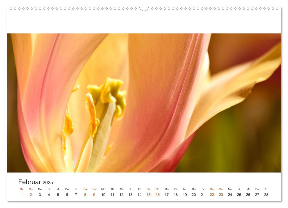 Zauberhafte Tulpen (CALVENDO Premium Wandkalender 2025)