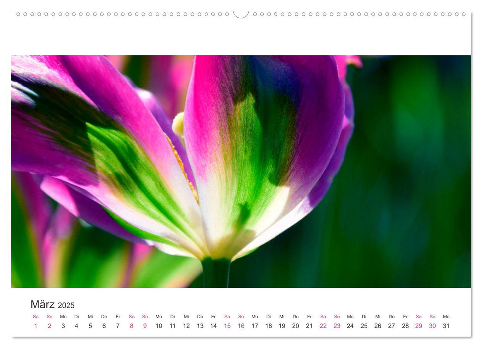 Zauberhafte Tulpen (CALVENDO Premium Wandkalender 2025)