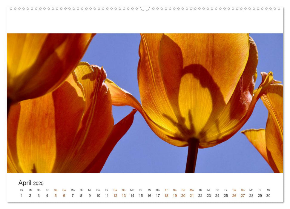 Zauberhafte Tulpen (CALVENDO Premium Wandkalender 2025)