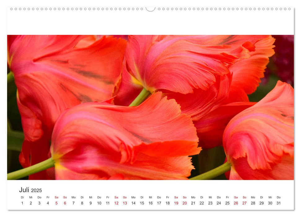 Zauberhafte Tulpen (CALVENDO Premium Wandkalender 2025)